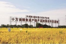 博罗关于成都商务伴游外围雇用的信息